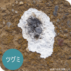 ツグミのフンの画像