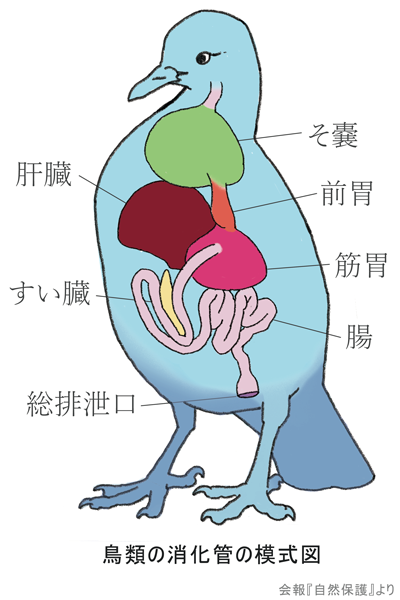 鳥の消化器のイラスト画像