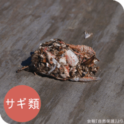 サギ類のペリットの画像