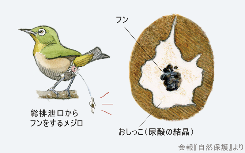 メジロのフンのイラスト画像