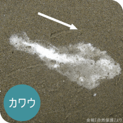 カワウのフンの画像