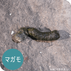 マガモのフンの画像