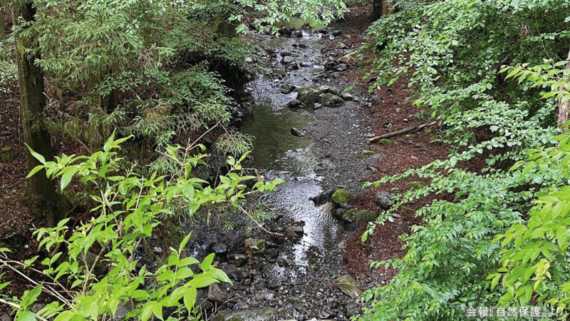 沢の画像