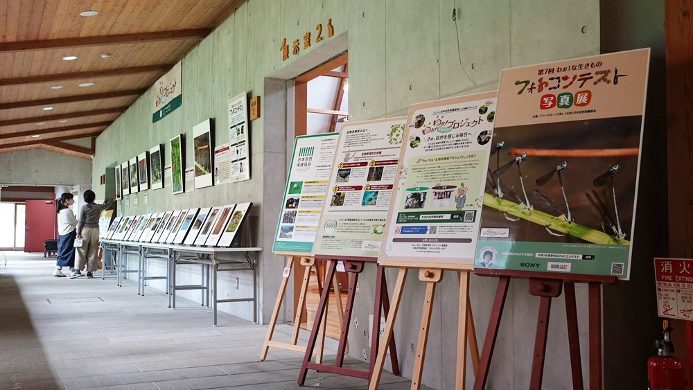 展示の様子