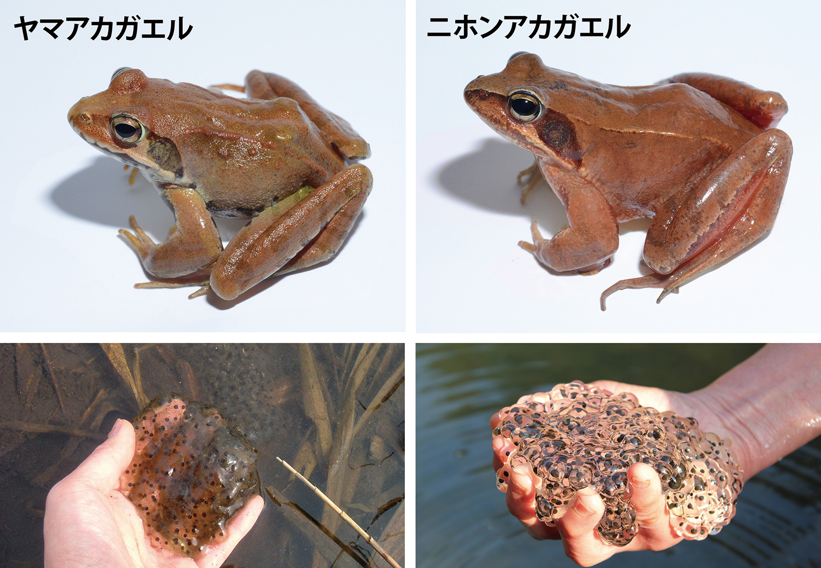 カエルの成体と卵塊の写真