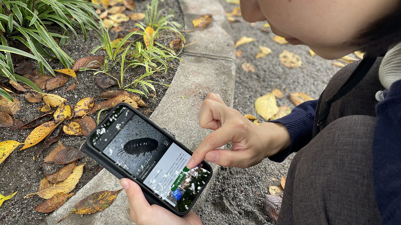 スマートフォンで種名を調べる様子
