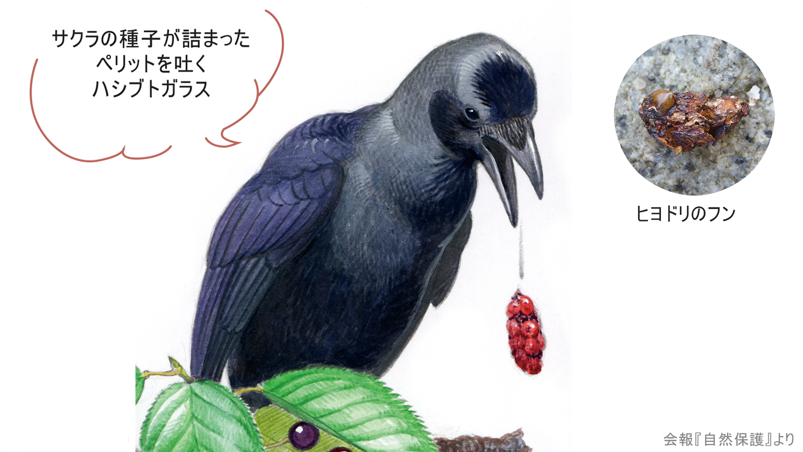 サクラの種子が詰まったペリットを吐くハシブトガラス