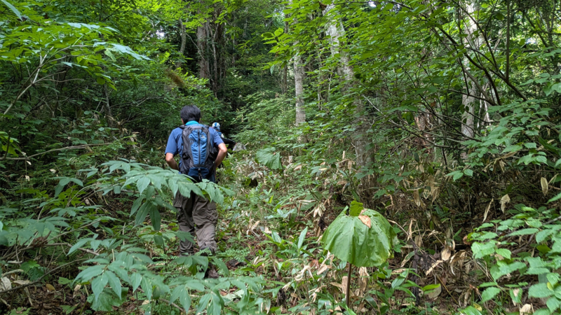 荒れた山道の写真